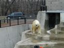 Thumbnail of Image- Herman The Polar Bear - 1