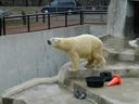 thumbnail of "Herman The Polar Bear - 2"