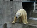 thumbnail of "Herman The Polar Bear - 3"