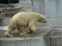 Thumbnail of Image- Herman The Polar Bear - 4