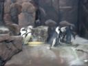 thumbnail of "Blurry Penguins"