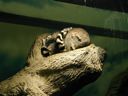 Thumbnail of Image- Snuggling Ring-Tailed Lemurs