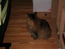 thumbnail of "Cat- Back"