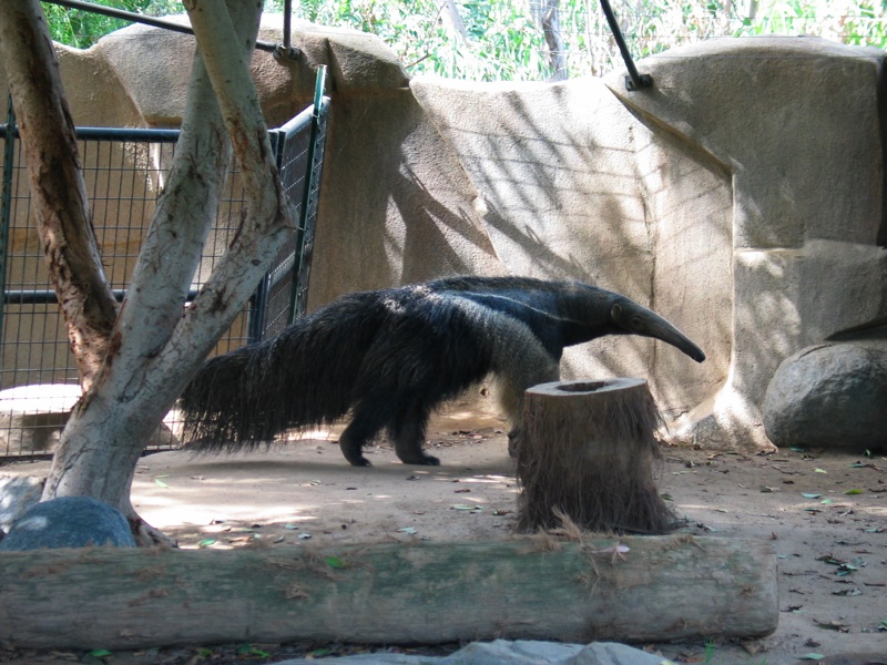 Anteaters