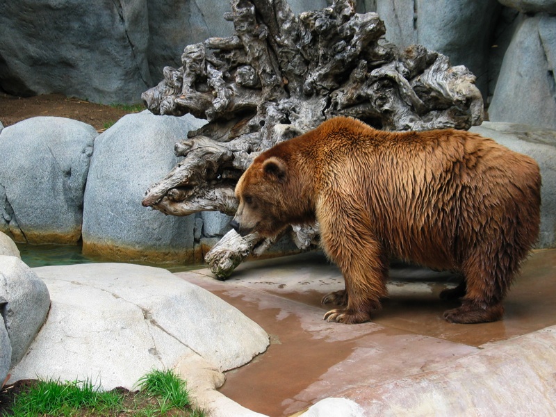 Brown Bear - 1