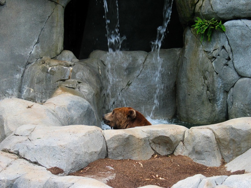 Brown Bear - 2