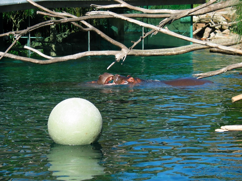 Hippos And Ball