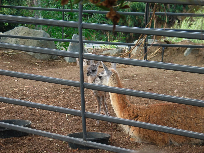 Infant Guanaco - 1