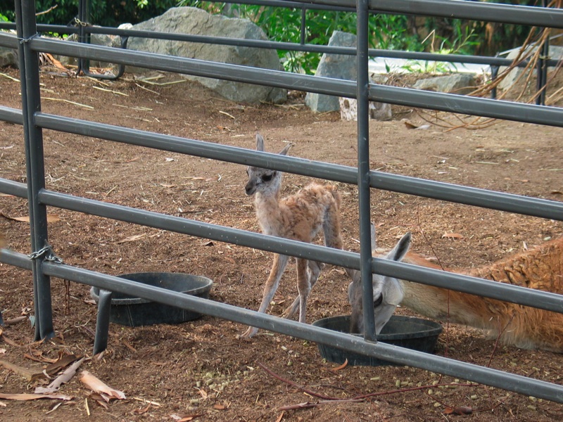 Infant Guanaco - 2