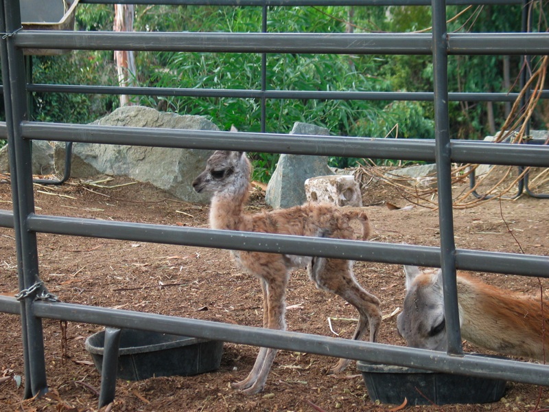 Infant Guanaco - 3