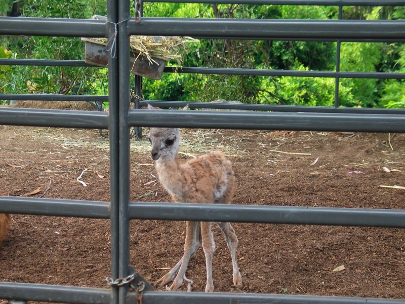 Infant Guanaco - 4