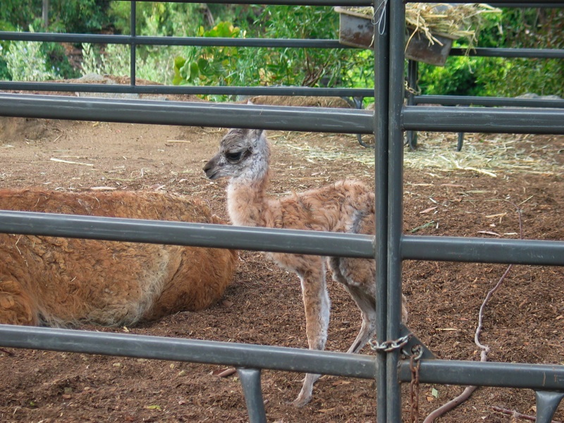 Infant Guanaco - 5