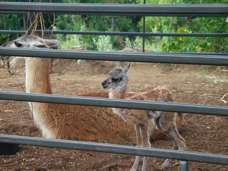 Infant Guanaco - 6