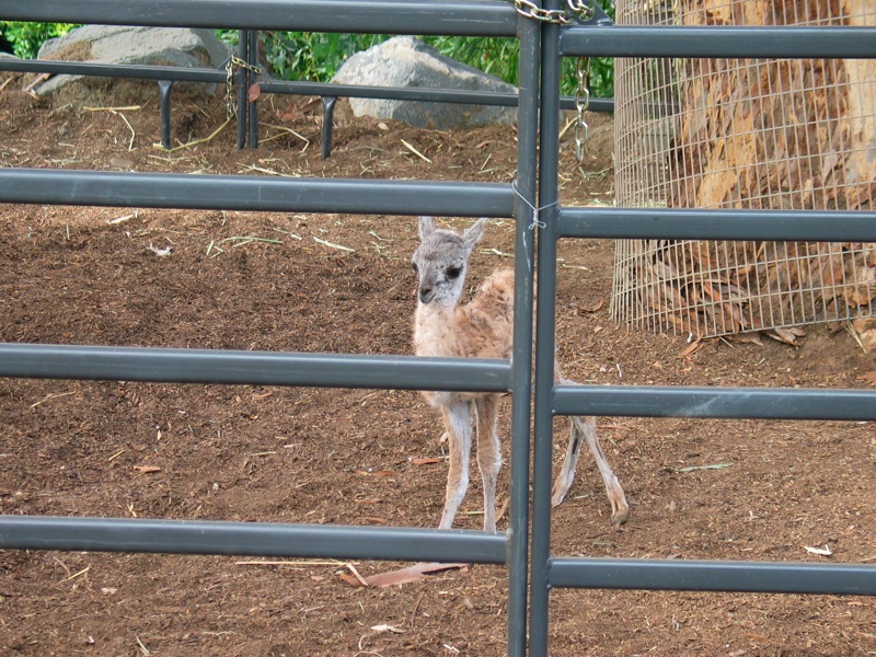 Infant Guanaco - 7