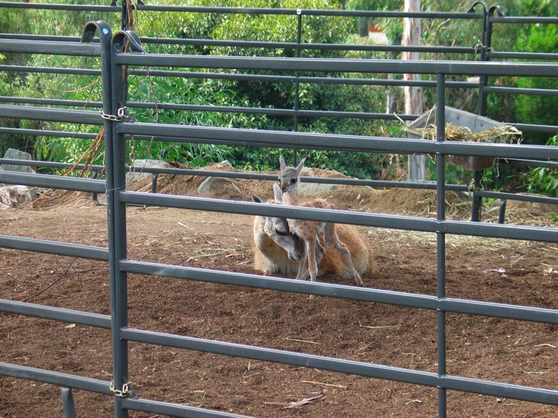 Infant Guanaco - 8