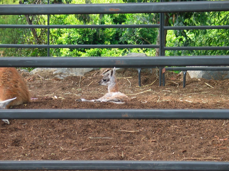 Infant Guanaco - 9