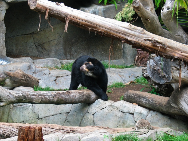 Spectacled Bear