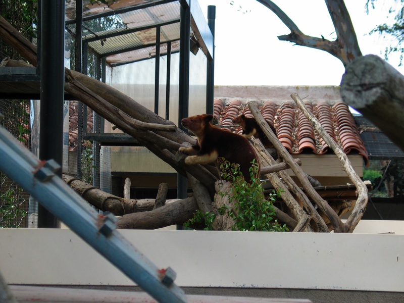 Tree Kangaroo - 1