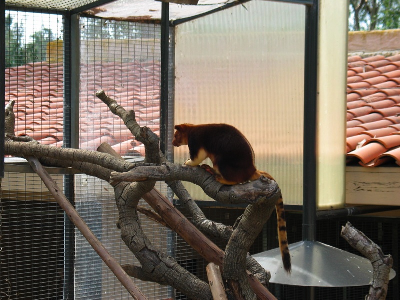 Tree Kangaroo - 2