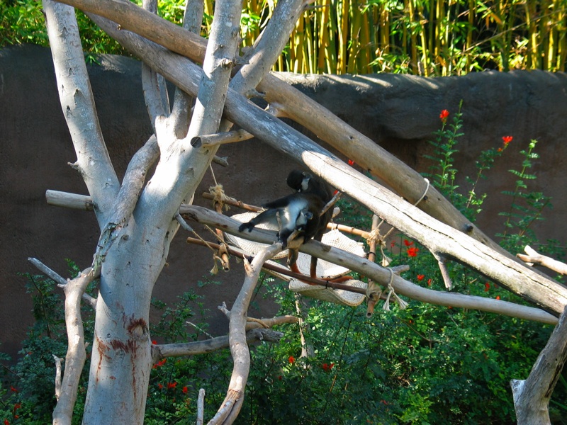 Tree Monkeys - 2