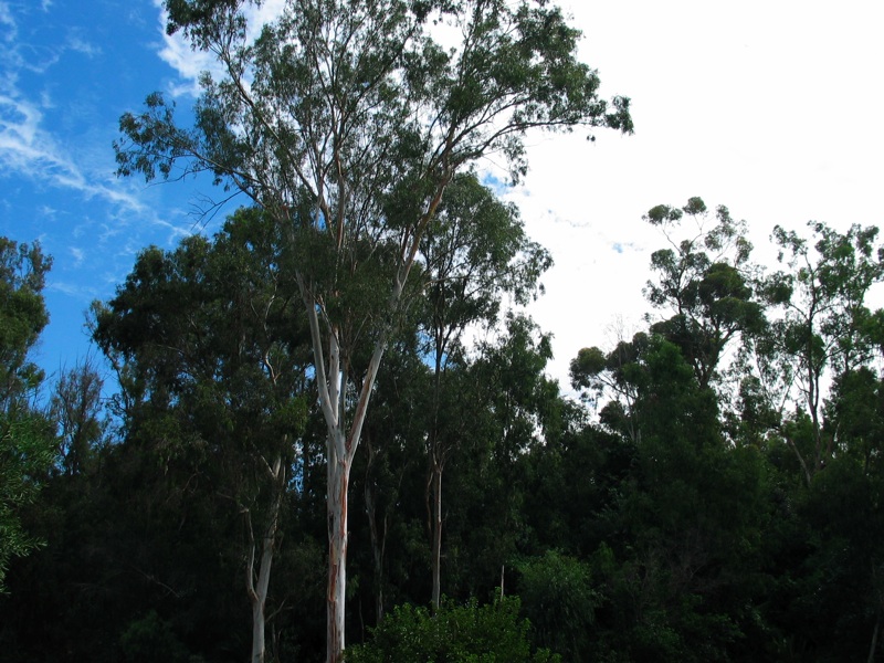 Trees And Clouds