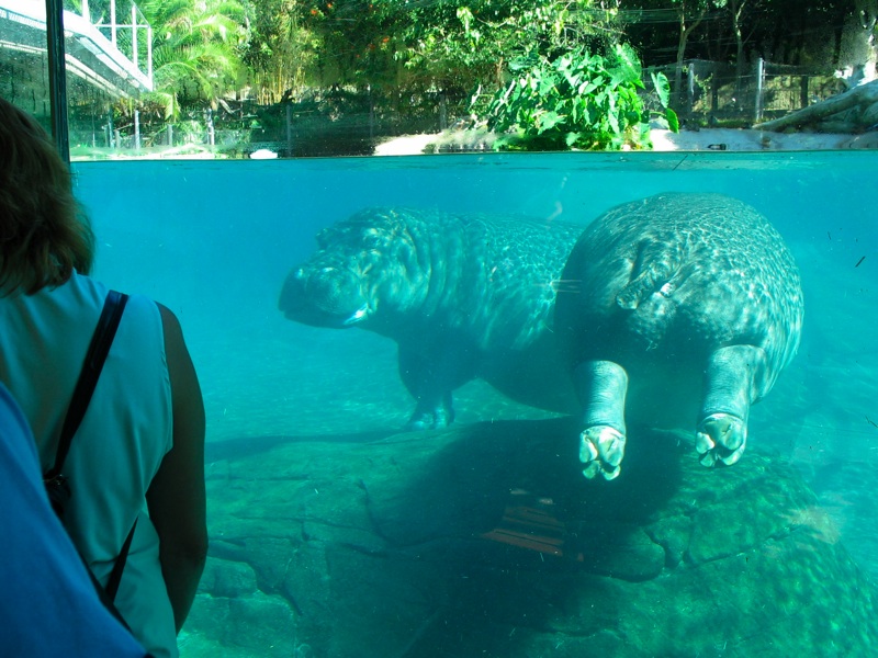 Underwater Hippos - 2