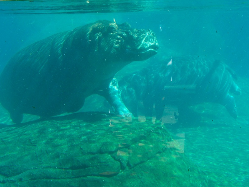 Underwater Hippos - 3