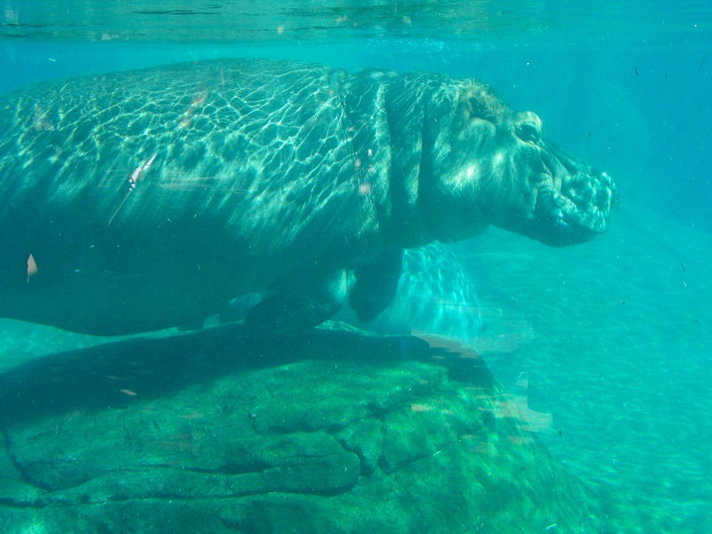 Underwater Hippos - 4