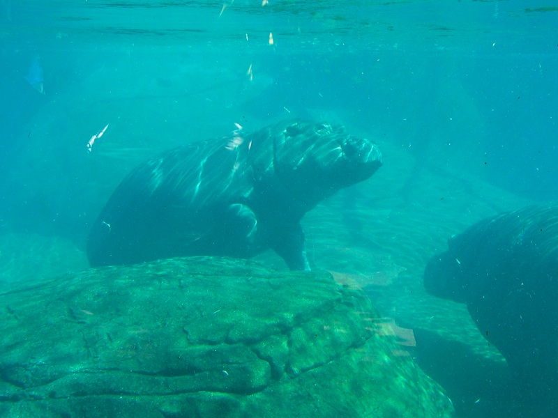 Underwater Hippos - 5