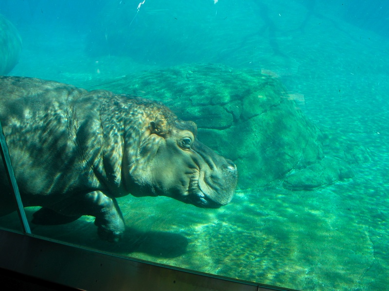 Underwater Hippos - 6