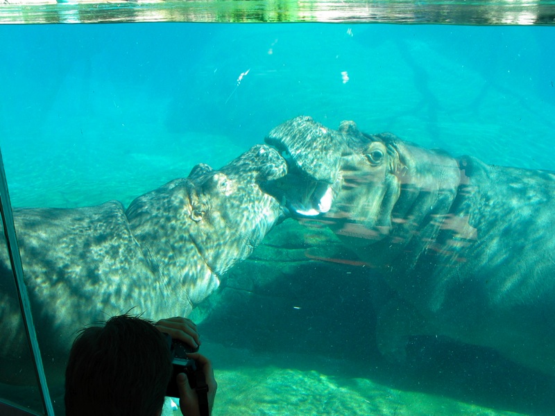 Underwater Hippos - 7