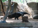 Thumbnail of Image- Anteaters