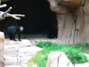 thumbnail of "Bear - 3"