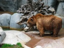 thumbnail of "Brown Bear - 1"