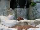 thumbnail of "Brown Bear - 2"