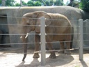 thumbnail of "Elephant"