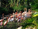 Thumbnail of Image- Flamingos