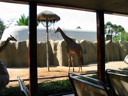 thumbnail of "Giraffes"