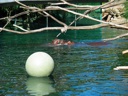 thumbnail of "Hippos And Ball"