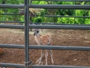 thumbnail of "Infant Guanaco - 4"