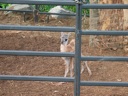 thumbnail of "Infant Guanaco - 7"