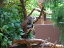 thumbnail of "Koala - 2"