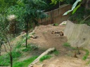 thumbnail of "Lazy Hyenas - 4"