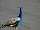 thumbnail of "Peacock"