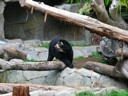 thumbnail of "Spectacled Bear"