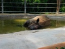 Thumbnail of Image- Tired Rhino