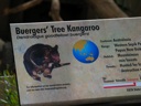 thumbnail of "Tree Kangaroo Sign"