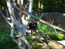 thumbnail of "Tree Monkeys - 1"