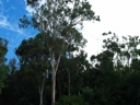 Thumbnail of Image- Trees And Clouds