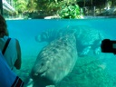 thumbnail of "Underwater Hippos - 1"